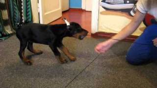 Klas Allert Iz Komandy Azart