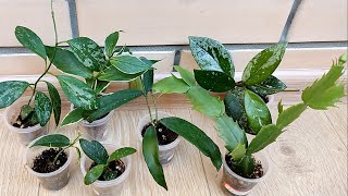 видео: Хойя сломалась в посылке((( Распаковка посылки и результат через 4 месяца картинка: Хойя сломалась в посылке((( Распаковка посылки и результат через 4 месяца