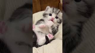 cute kittens #cat #catlover #cats