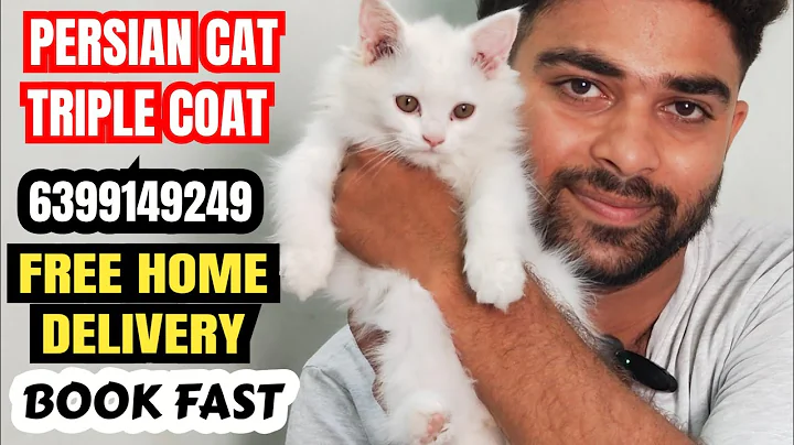 Video 9428131: persian cat breed kitten, persian cat pure breed, eyes persian cat kitten, persian cat kitten blue, persian cat show quality, white persian cat