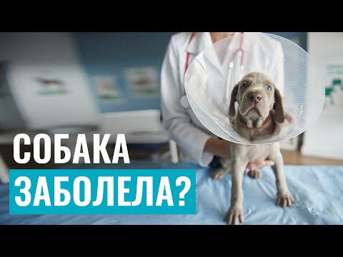 Как понять, что СОБАКА ЗАБОЛЕЛА? Признаки недомогания у питомца и первая помощь