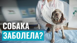 Как понять, что СОБАКА ЗАБОЛЕЛА? Признаки недомогания у питомца и первая помощь