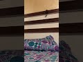 تعلم تربية القطط  نحن زلم نجد الجد
