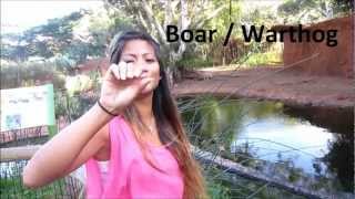 ASL Lesson- Learning Animal Signs at the Zoo