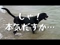 初めての海で溺れる犬　レトリバー系なのに泳げなかった