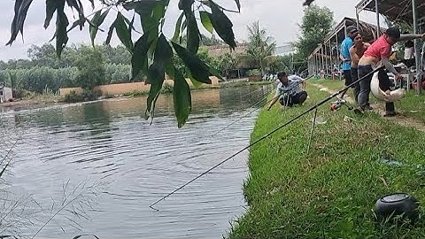 một ngày đánh game ở Hồ câu cá giải trí Thiên Huơng 1 hồ đẹp lên hàng chất lượng #QuanhTaVlogs#