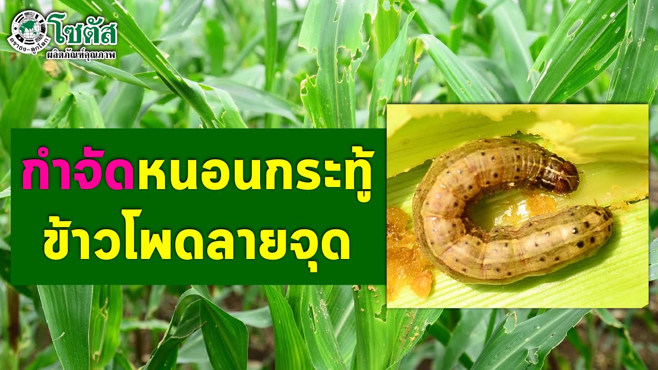กำจัดหนอนกระทู้ข้าวโพดลายจุด ศัตรูร้ายทำลายข้าวโพด