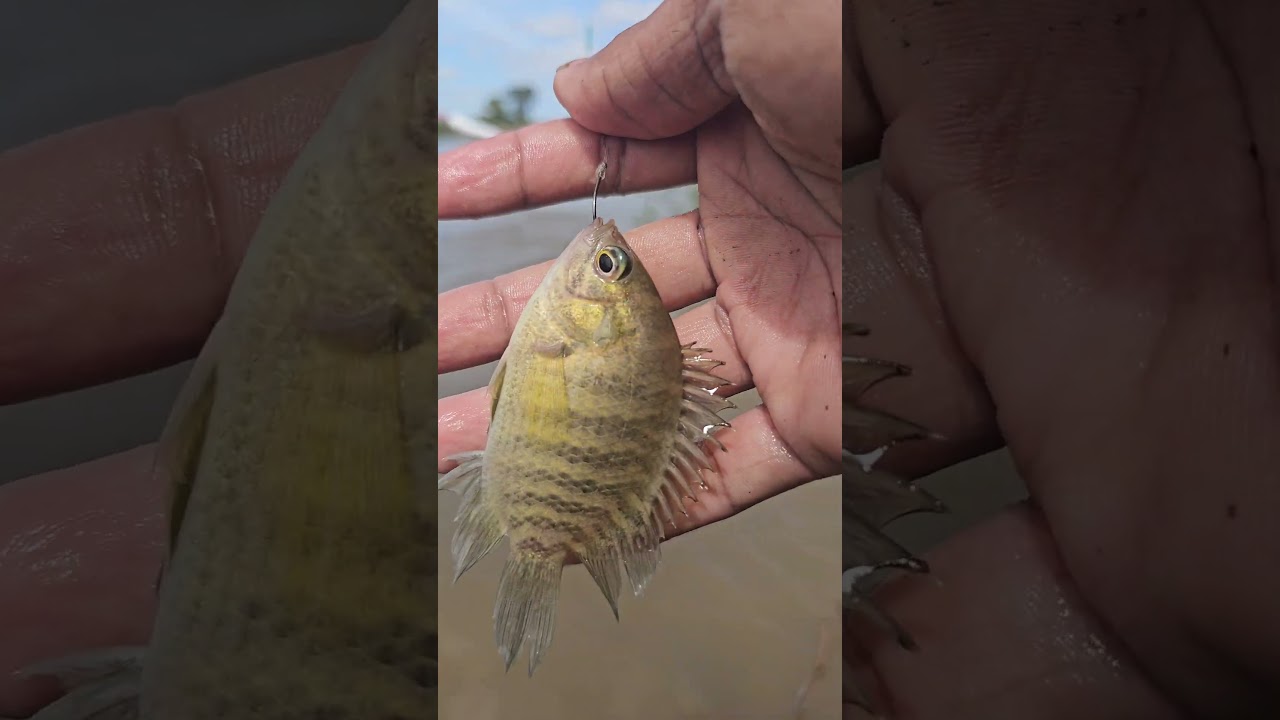 Best Fishing Videos at a Calm Lake | Pure Relaxation 