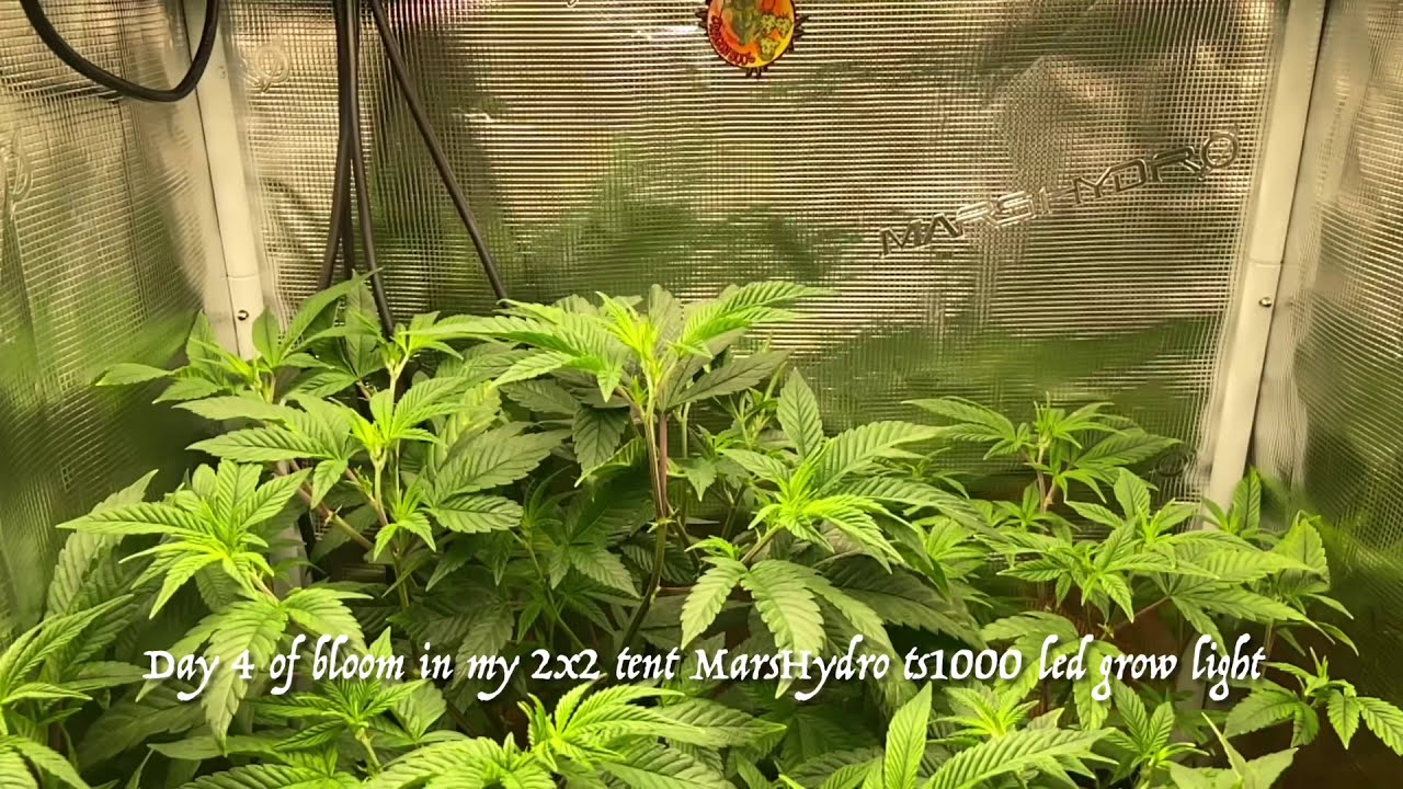 Mars Hydro grow journal ts1000 day 4 of flower strawberry sherbet, gg4 in a 2x2 tent