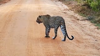 Incredible Footage Of Leopard | Animal Videos | смешные животные | Nature Sounds | Nature |CHIKA BOY