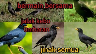 jalak kebo jinak