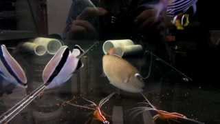 Reefwise: Greenei Triggerfish Eating Pellets (Xanthichthys greenei)