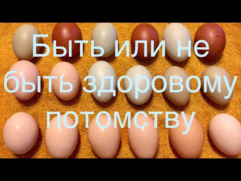 Как дезинфицировать Яйца перед инкубацией/Быть или не быть рождению здорового потомства птиц