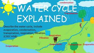 Water Cycle | CSEC BIOLOGY TCP