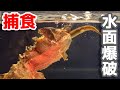 怪獣みたいなカメの捕食シーンをスロー撮影すると…迫力がヤバかった【マタマタ】