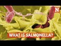 What Is Salmonella?