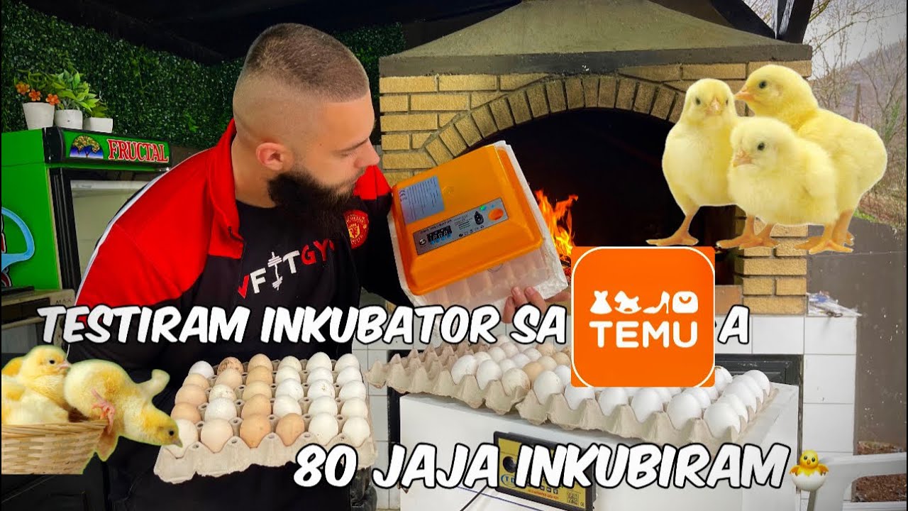 Nova Inkubacija! Leghorn/Australorp/New Hempshire/Amrok/Italijanka! Moje Jato