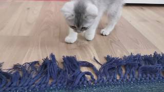 Cat Meets Carpet | Sky Cat by Sky Cat 279 views 3 years ago 1 minute, 38 seconds