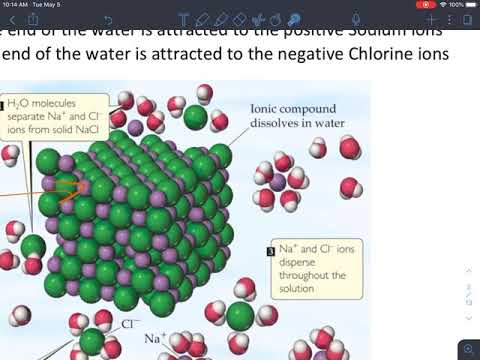 How does water dissolve salt?