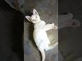 #cat #catmemes #catlife #cats #catvideos #catshorts #catvideo #shortsfeed #shorts #shortsviral #yt