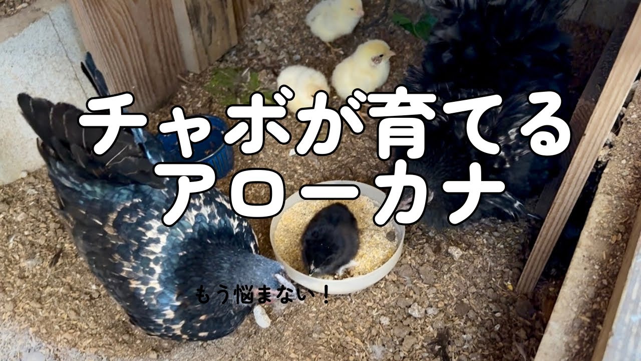 【アローカナ】小さな母鶏姉妹が頑張って大きなヒヨコを育てています【ひよこ】
