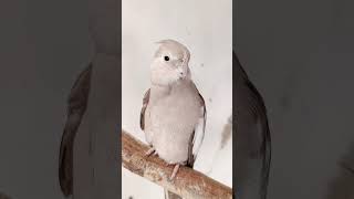 #viralvideo #modapet #cockatiel #birds #parrot #pets #calopsita #calopsitalove