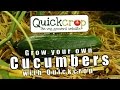 Grow Your Own Cucumbers With Quickcrop