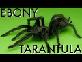 The Ebony Tarantula - Aphonopelma steindachneri Care