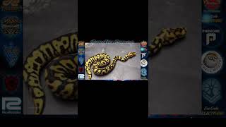 SPOTNOSE SUPER SWIRL CLOWN BALL PYTHON MORPH COMBO! WORLDS FIRST‼️🔥❤️🔥🧬🐍💎