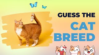 Ultimate GUESS THE CAT BREED CHALLENGE - How Many Can You Get Right