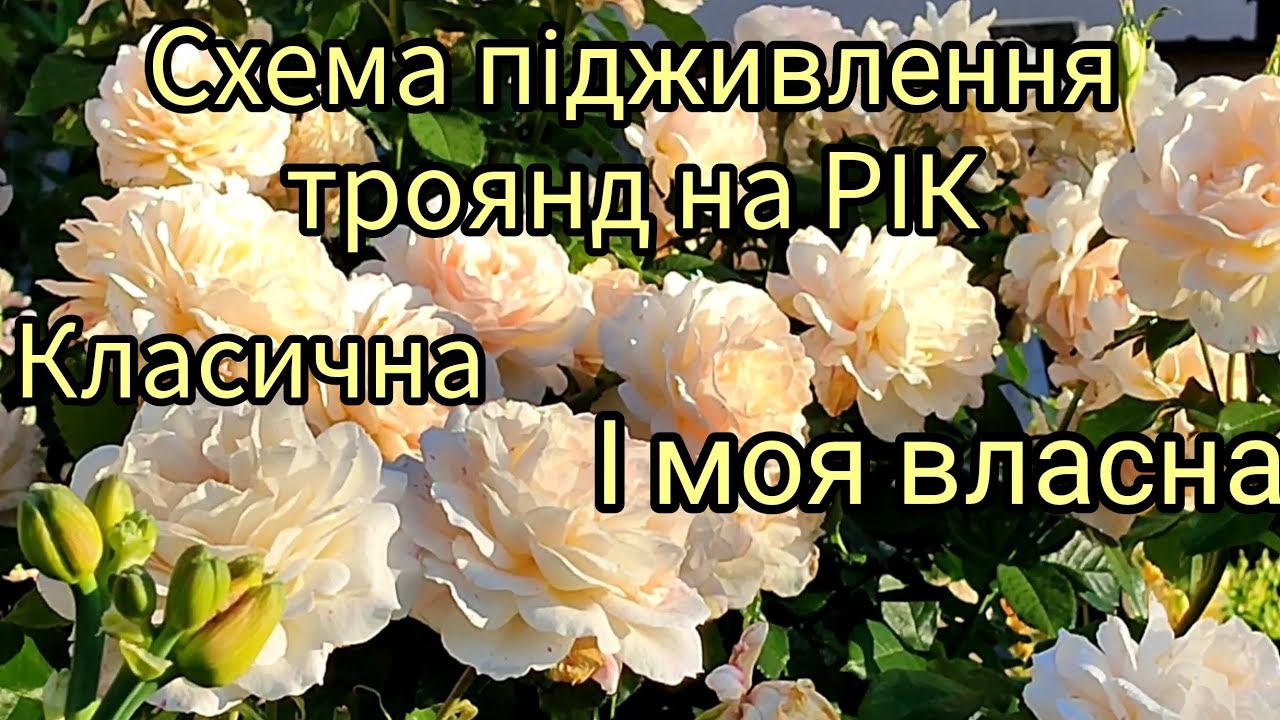 Підживлення троянд на 2026 р.🌹🌹🌹