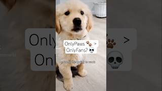 Why is my puppy plotting OnlyFans?? 💀🐶 #dogshorts #goldenretriever