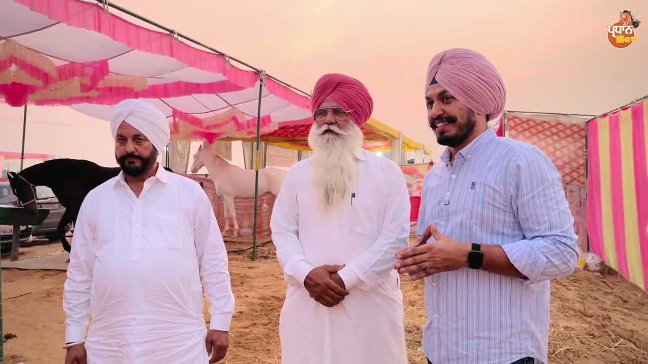ਵੱਡੀ ਉਮਰ ਦੇ ਵੱਡੇ ਤਜਰਬੇ| ਵੇਖੋ ਜਗਤਾਰ ਤੁੰਗਆਲੀ ਦੀਆ ਵੱਡੇ ਕੱਦ ਦੀਆ ਘੋੜੀਆ | JAGTAR TUNGWALI | PARDHAN MAVI |