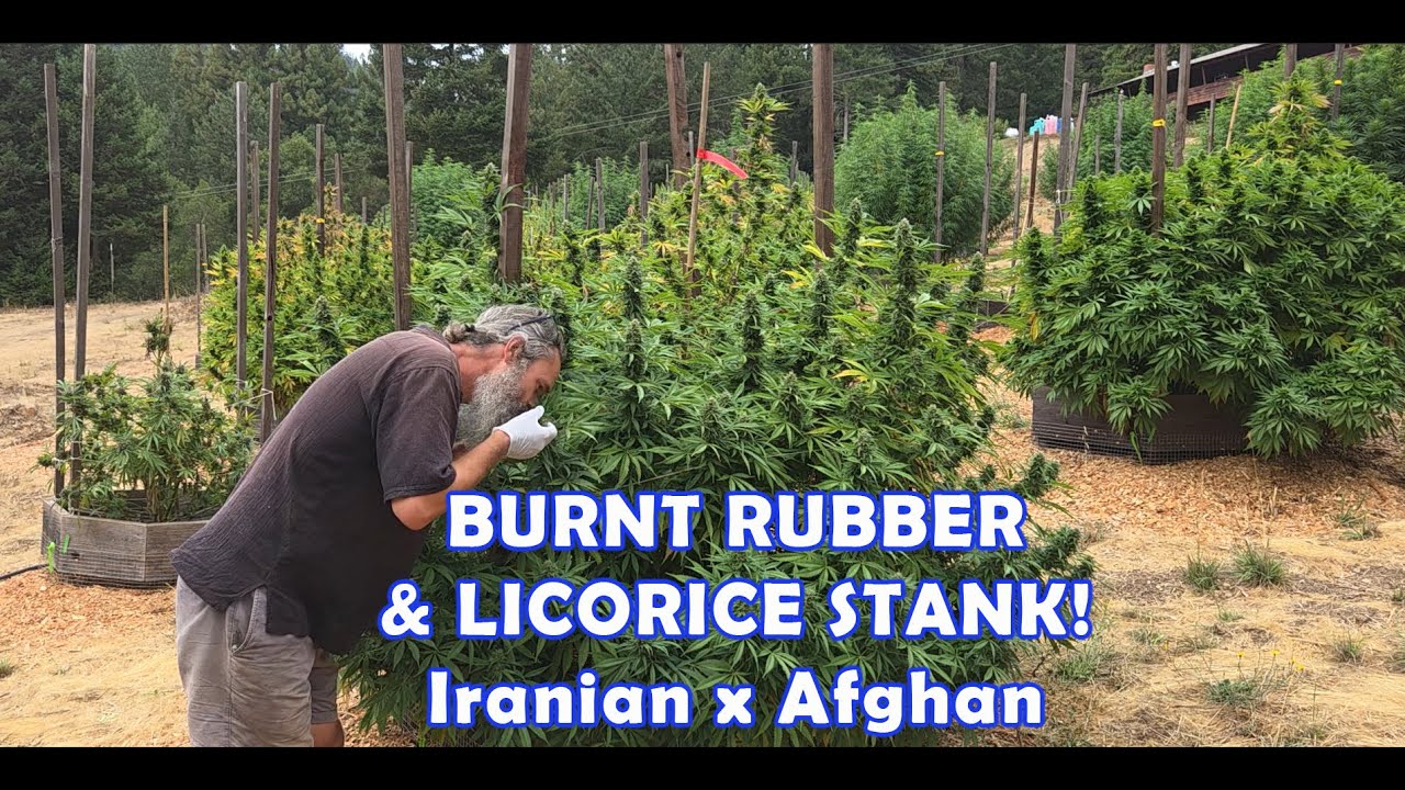 BURNT RUBBER & LICORICE STANK SUCCESS!