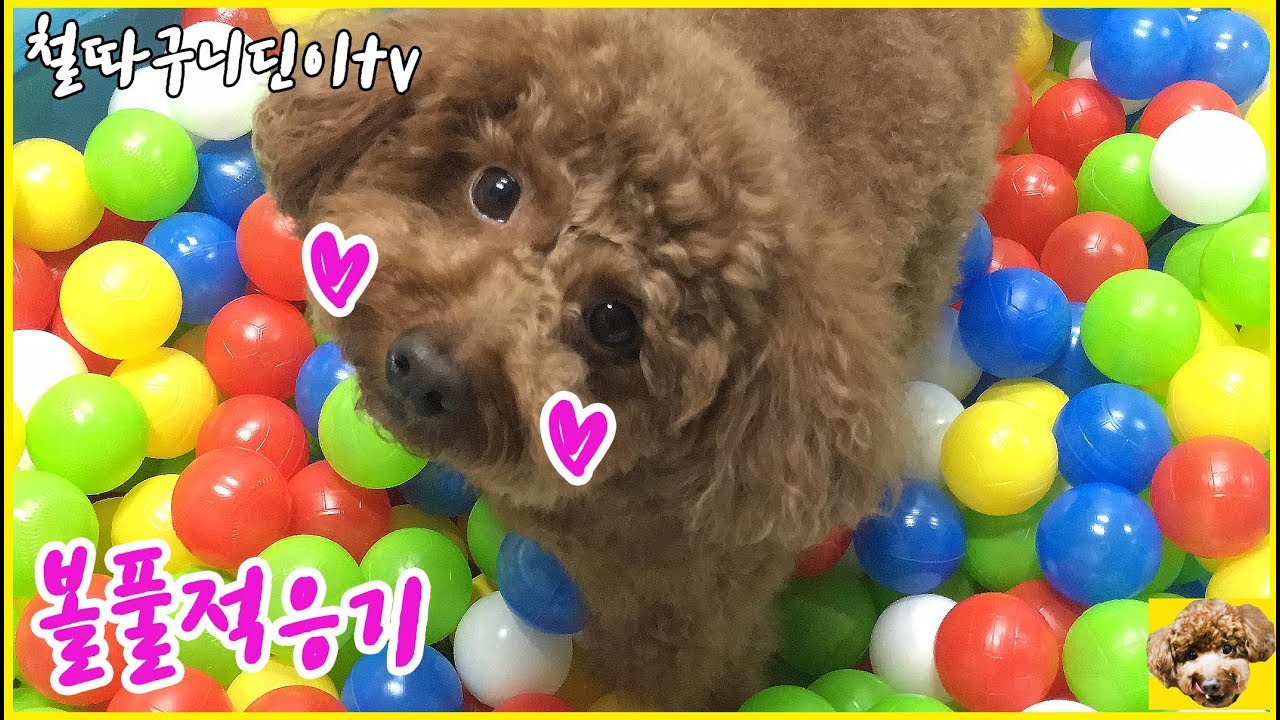강아지 볼풀 적응훈련 환장하게 좋아하는 강아지 Dog training in the ball pool. ボール プール パピー_딘이