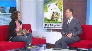 Weekend mega adoption event