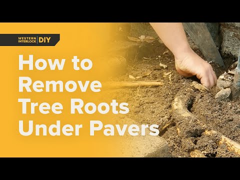 How to Remove Tree Roots Under Pavers