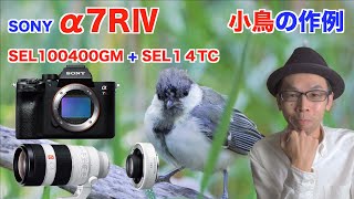 【野鳥撮影／SONY α7RⅣ + SEL100400GM + SEL14TC】小鳥の作例を撮ってきたので感想をまとめてみた#4K【解像感やAFスピードなど】