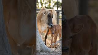 सस हरन ह मन परशन ह गमत सपशल सटटस Gomata Status