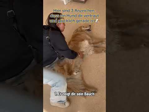Zeichen, dass dein Hund glücklich gerade ist