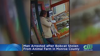 Man Who Stole Bobcat From Pocono Snake & Animal Farm In Custody