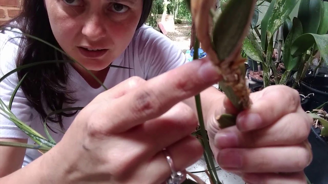 Como Fazer Mudas e Replantar Maxillaria tenuifolia (Orquídea com cheiro de Côco) - MARATONA EP 5