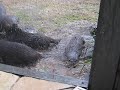 Otter family playing in the rain