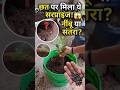 Chhat par ye kya uga diya maine? 🤯 (Gharwaale bhi hairan!) Day 4/100 #shorts #gardening #minivlog