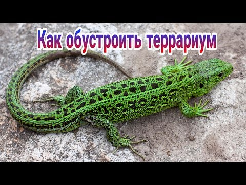 КАК ОБУСТРОИТЬ ТЕРРАРИУМ ДЛЯ ЯЩЕРИЦ! ОБУСТРОЙСТВО ТЕРРАРИУМА ДЛЯ ПРЫТКОЙ ЯЩЕРИЦЫ! EXO TOP