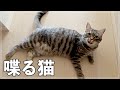 ゴミ出しや散歩から帰ると、猫が喋りながらねぎらいの言葉をかけてくれました笑
