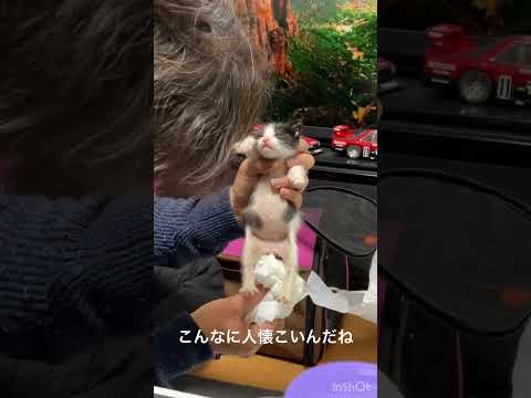 捨てネコ拾ったら、リラックスしすぎてるwww 水戸道楽TV 猫　捨てネコ