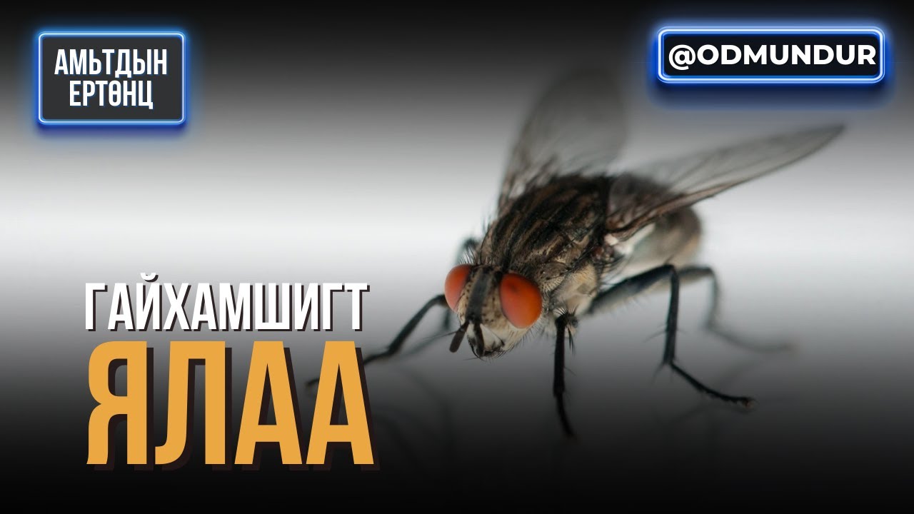 Ялаа - АМЬТДЫН ЕРТӨНЦ