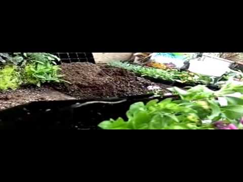 Kebun Minimalis Bagaimana Cara Membuat Vertical Garden ...