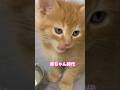 So Adorable! Cats Enjoying Their Meal 💕チャーやん赤ちゃん時代　#cats #catlovers #japanesecats #猫 #猫動画 #茶トラ猫